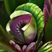Nepherto